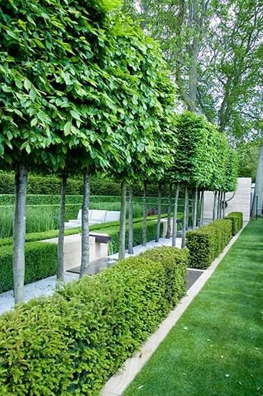 Hicks Yew, Hedges Landscaping, Pleached Trees, Box Hedging, Winter Poster, Evergreen Hedge, Garden Hedges, Landscape Designers, Front Garden Design