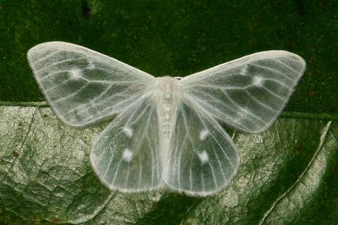 Lymantrid Moth (Arctornis sp., Lymantriinae, Erebidae) White Butterfly, Moth, Green, White