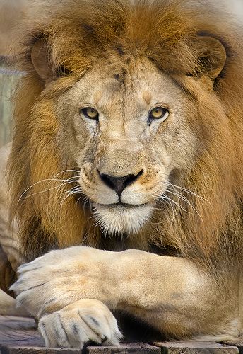 Mr. Lion Be friendly eventhough you know he is your enemy! Lions Photos, Lion Photography, Beautiful Lion, Lion Love, King Lion, Lion Wallpaper, Lion King Art, Lion Images, Male Lion