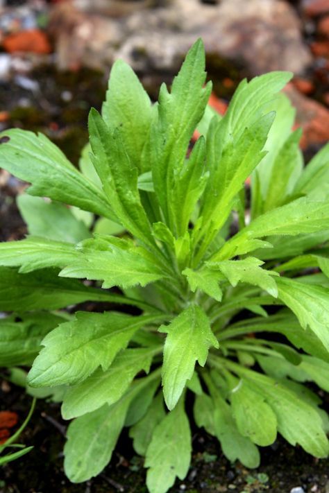 Healing Weeds: Horseweed Herbal Remedies Witches, Medicine Plants, Okra Water, Medicinal Weeds, Herbal Leaves, Ayurvedic Plants, Medicine Herbs, Periwinkle Flowers, Medicinal Herbs Garden