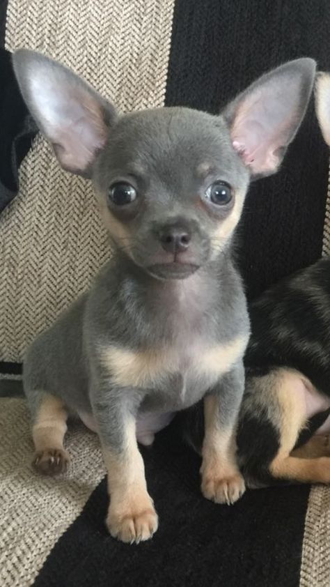 My beautiful boy "Charley Bear" °•♡•°♡°•♡•°♡ Teacup Chihuahua Puppies, Baby Chihuahua, Teacup Chihuahua, Tiny Puppies, Cute Chihuahua, Chihuahua Love, Poodle Puppy, Chihuahua Puppies, Sweet Dogs