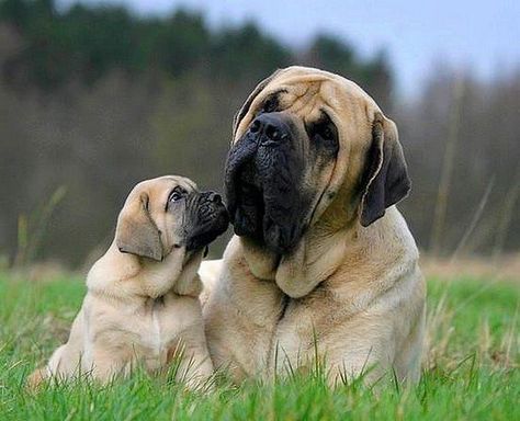 Adorable Mastiff puppy admiring his mom Old English Mastiffs, Mastiff Puppies For Sale, English Mastiff Dog, Mastiff Dog Breeds, English Mastiff Puppies, Carrot Wreath, Mastiff Breeds, Giant Dog Breeds, Mastiff Puppies