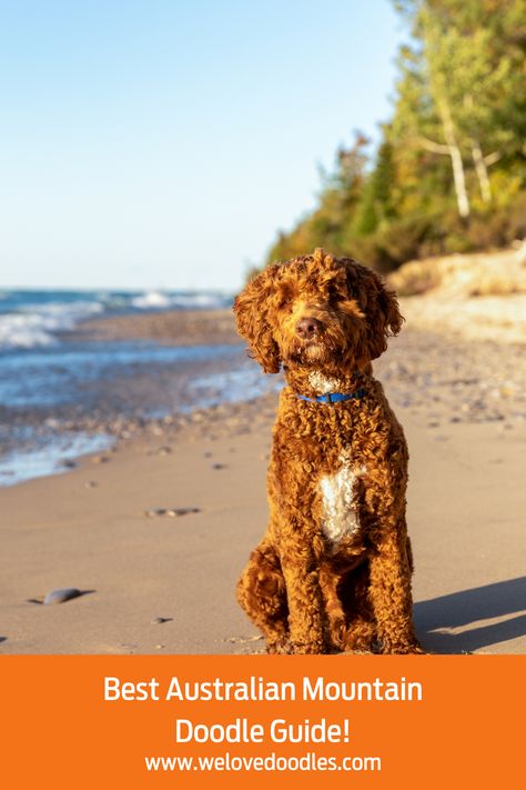 If you’re looking to purchase an Australian Mountain Doodle puppy, there are many things you need to know beforehand about this Australian Shepherd, Bernese Mountain Dog, and Poodle mix. You should consider the amount of space you have to see if it’s okay to get such an energetic dog breed. Keep in mind that some dog breeds are more suitable for your lifestyle than others. Aussie Mountain Doodles can adapt to many different lifestyles and are exceptional with children. Australian Mountain Doodle, Mountain Doodle, Mountain Doodles, Different Lifestyles, Doodle Puppy, Love Doodles, Poodle Mix, Mountain Dog, Bernese Mountain