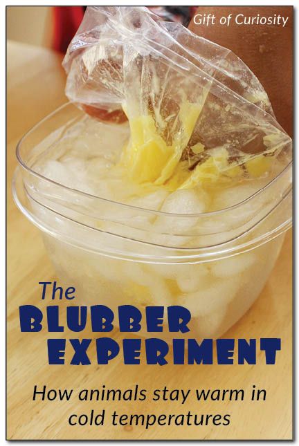 This Blubber Experiment lets kids experience for themselves how blubber keeps an animal warm in cold temperatures. Blubber Experiment, Pre-k Science, Winter Science, Winter Preschool, Science Activities For Kids, Animal Science, Kindergarten Science, Preschool Science, Cold Temperature