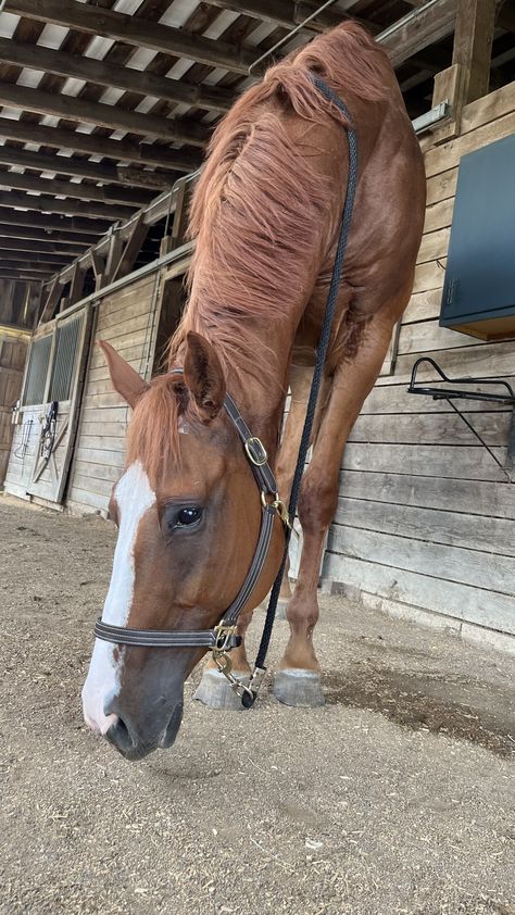 Dunn Horse, Horse Chesnut, Horses Thoroughbred, Chestnut Thoroughbred, Throughbred Horses, Chestnut Horses, Equestrian Aesthetic, Horse Chestnut, Cute Horse Pictures