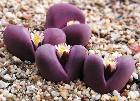 Magical Backyard, Tanaman Sukulen, Stone Cactus, Kaktus Dan Sukulen, Tanaman Indoor, Stone Plant, Purple Succulents, Succulent Seeds, Flowers Growing