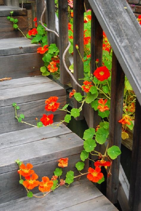 Nasturtium Aesthetic, Nasturtium Climbing, Using Nasturtium, Nasturtium Capers, Nasturtium Empress Of India, Pinterest Garden, Magical Garden, Garden Cottage, Garden Features