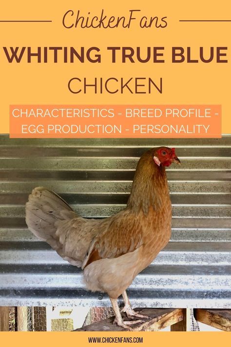 Whiting True Blue chickens are a delightful addition to any backyard flock. With their striking appearance and friendly nature, these captivating birds have stolen the hearts of many chicken keepers and hobbyists. Whiting True Blue Chicken, Blue Chicken Eggs, Meat Birds, Blue Chicken, Backyard Flocks, Egg Production, Blue Eggs, Chicken Breeds, Chicken Farm