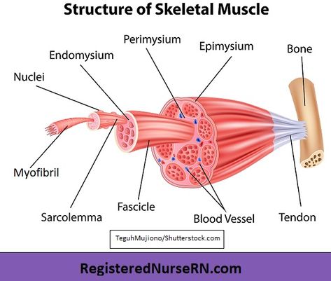 Types Of Muscle Tissue, Cardiac Muscle Cell, Cardiac Muscle, Smooth Muscle Tissue, Muscle Diagram, Smooth Muscle, Types Of Muscles, Muscle Structure, Study Biology