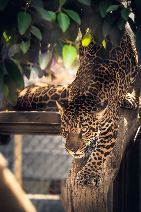 https://flic.kr/p/wCjC3c | Jaguar in the Trees | Taken at the San Diego Zoo, California Jaguar Animal Photography, Jaguar In Tree, Jaguar Photography, Jaguar Wallpaper, Jaguar Leopard, Jaguar Animal, Cheetahs, Chiaroscuro, Leopards