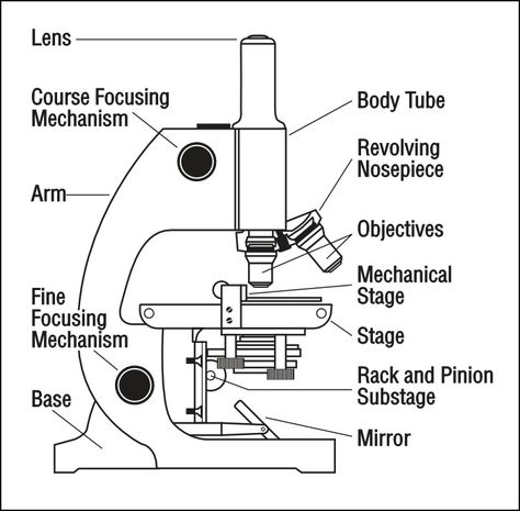 Idea for instructions Microscope Diagram, Microscope Activity, Compound Microscope, Science Diagrams, Microscope Parts, Label Clips, Biology Labs, Science Tools, Microscopic Images