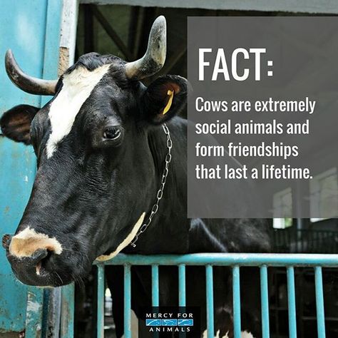 Cow Facts, Vegetarian Eating, Reasons To Go Vegan, Mercy For Animals, Animal Activism, Cow Pictures, Stop Animal Cruelty, Dairy Cows, Cow Art