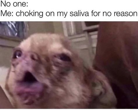 A Fresh Batch Of 46 Superb Memes and Tweets Funny Chihuahua Pictures, Funny Dog Images, Funny Dog Faces, Funny Animal Photos, Funny Dog Memes, Funny Dog Pictures, Funny Animal Jokes, Cute Funny Dogs, Funny Profile Pictures