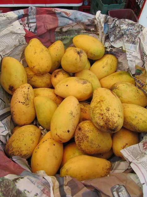 Ripe mangoes Mango Trees, Mango Fruit, Mango Tree, Healthy Fruits, Philippines, Mango, Trees, Fruit