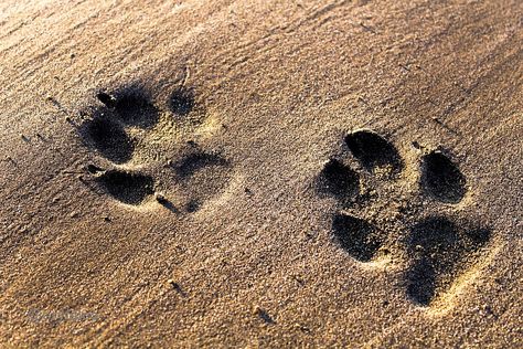 Dogs Footprints Sand - Free photo on Pixabay Sand Photos, Dog Footprint, Community Hub, Public Domain Images, Light Therapy, Beach Sand, Free Pictures, Free Photo, Free Photos