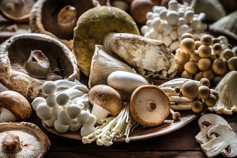 Black Forager, Mushroom Health Benefits, Food For The Gods, High Calorie Snacks, Turkey Tail Mushroom, Maitake Mushroom, Turkey Tail, Foraged Food, Chaga Mushroom