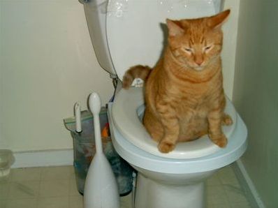 Plataforma PLATAFORMA OFICIAL DE GATOS CAGANDO Cat Toilet Training, Potty Training Puppy, Cat Pee, Cat Toilet, Training Kit, Funny Cats And Dogs, Dogs Pooping, Cat Training, Funny Cat Memes