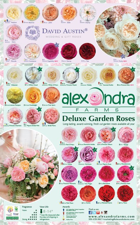 Alexandra Farm Garden Rose Colors Garden Rose Varieties, Austin Garden, Window Box Plants, Rose Farm, Flower Bed Designs, Rose Varieties, Flower Guide, Types Of Roses, Cut Flower Garden