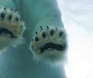 Polar Bear Paw, Bear Paws, Sanya, Baby Bear, Four Legged, Animal Kingdom, Polar Bear, Animals Wild, Mammals