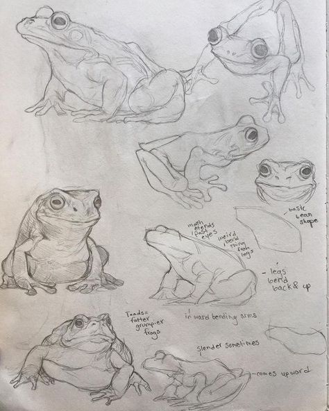 Art Studies Sketchbook, Frogs Drawing, Frog Sketch, Sketch Study, Some Drawings, Study Art, Frog Drawing, Animal Drawings Sketches, Animal Study