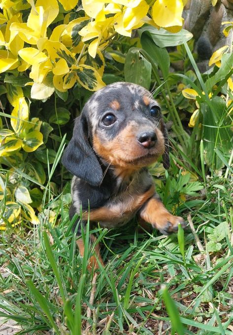 [puppy_name] is 100% purebred, top quality [breed] for sale, who will come to you with up to date vaccinations, dewormed, microchipped, and with our 10 year Health and Lifetime Puppyness Guarantee. The post Dahlia appeared first on NewDoggy.com. Miniature Husky, Miniature Australian Shepherd, Black Russian Terrier, Basset Hound Beagle, Dachshund Puppies For Sale, Kerry Blue Terrier, Toy Fox Terriers, Dachshund Puppy Miniature, Japanese Spitz