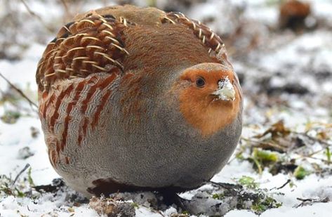 Grey Partridge, huddling for warmth on a snowy day Grey Partridge, Gamebirds, Fat Bird, Bushes And Shrubs, A Snowy Day, Habitat Destruction, Animal Reference, Great Horned Owl, Game Birds