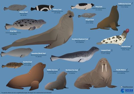 Species Sheet, Animal Knowledge, Wildlife Drawing, Animal Infographic, Bear Species, Pig Breeds, Elephant Seal, Big Sea, Sea Cow