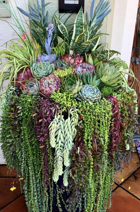 Large Succulent Arrangements, Large Succulent Planter, Succulent Landscaping Front Yard, Succulent Inspiration, Villa Italia, Succulent Garden Landscape, Decor Shelves, Succulent Landscape Design, Porch Plants