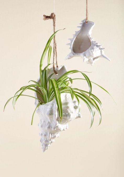 Find the planter that perfectly suits your succulent's personality. Air Plants Decor, Shell Planter, Succulent Planters, Unique Planter, Spider Plants, Seashell Crafts, Hanging Planter, Diy Planters, Conch Shell