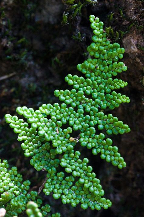 Ferns Garden, Weird Plants, Plant Fungus, Succulent Gardening, Unusual Plants, Into The Wild, Unique Plants, Pretty Plants, Cactus And Succulents