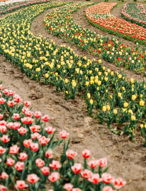 Row Of Flowers, Rows Of Flowers, Colored Flowers, Buy Flowers, Flower Bed, Flower Beds, Spring Flowers, Colorful Flowers, Agriculture