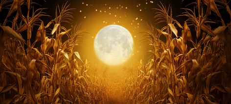 FULL HARVEST MOON TONIGHT Happy Gathering joannakrealty.com Full Harvest Moon, Super Full Moon, Full Moon Energy, Energy Update, Moon Energy, My Energy, Super Moon, Harvest Moon, Full Moon