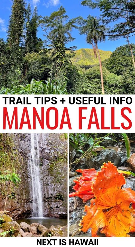 Honolulu Hikes, Manoa Falls Oahu, Things To Do In Honolulu, Visiting Honolulu, Manoa Falls, Oahu Hikes, Waterfall Hike, Oahu Vacation, Hawaiian Travel