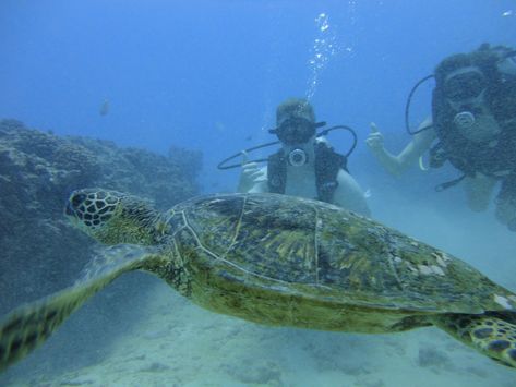 Waikiki Hawaii, Best Snorkeling, Green Sea Turtle, Green Sea, Oahu Hawaii, Coral Reef, Honolulu, Oahu, Scuba Diving