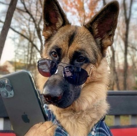 Gsd Funny, German Shepherd Care, German Shepherd Photography, Sable German Shepherd, Funny German Shepherd, German Shepherd Funny, Cute German Shepherd Puppies, Dog With Glasses, Gsd Dog