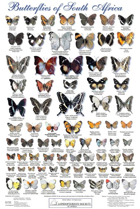 South african butterfly guide South African Birds Art, Butterflies Of South Africa, South African Butterflies, African Butterfly, Uk Butterflies, Butterfly Identification, South African Animals, Types Of Moths, South African Birds