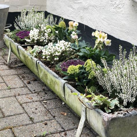 Debbie on Instagram: “Old animal feed trough filled with winter flowering plants for some colour during the winter months .” Feed Trough Planter, Trough Garden Ideas, Trough Planter Ideas, Cow Trough, Winter Flowering Plants, Gravel Backyard, Fenced Garden, Feed Trough, Garden At Home