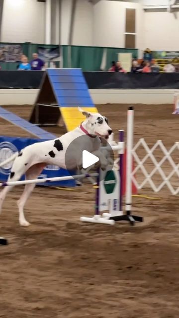 Great Dane Videos, Great Dane Funny, The Great Dane, Grand Kids, Christmas Tree Inspiration, Dog Videos, American Kennel Club, Go Wild, Cute Funny Dogs