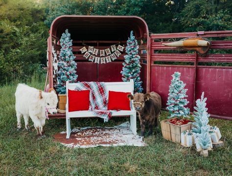 🎄🐄🤍Christmas Minis 🎄🐄🤍 I... - Courtney Allison Photography Mini Horse Christmas Pictures, Country Christmas Mini Sessions, Christmas Trailer Photoshoot, Calf Mini Session, Western Christmas Mini Session, Highland Cow Christmas Photoshoot, Horse Trailer Christmas Photoshoot, Stock Trailer Christmas Photos, Horse Trailer Christmas Photos