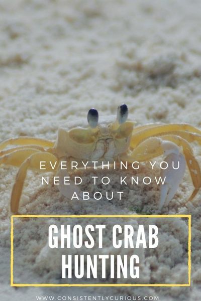 Ghost Crab hunting is a fun activity for the whole family. Get a ghost crab hunting list, tips and more for an epic night on the beach. Crabs On The Beach, Ghost Crab, Family World, Beach At Night, Treasure Hunter, New Roads, Road Trip Hacks, Family Travel Destinations, Amazing Travel Destinations