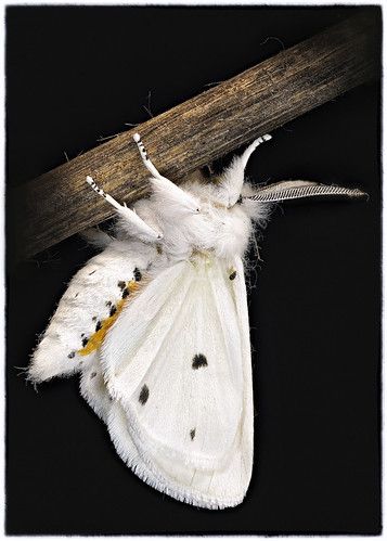 Moth Reference, Poodle Moth, White Moth, Regard Animal, Cute Moth, Cool Insects, Cool Bugs, Paint Color Schemes, Beautiful Bugs