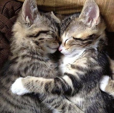 Kitteh Kats Cats Cuddling, Photos Of Cats, Pp Couple, Adorable Kittens, Cat Behavior, Cat Facts, Kittens, Anime