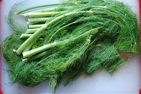 Fennel frond pesto + what to do with those pesky stalks Fennel Stalks, Fennel Recipes, Roasted Fennel, Csa Recipes, Raw Vegetables, Meatless Meals, Veggie Sides, Fennel, Fruits And Veggies