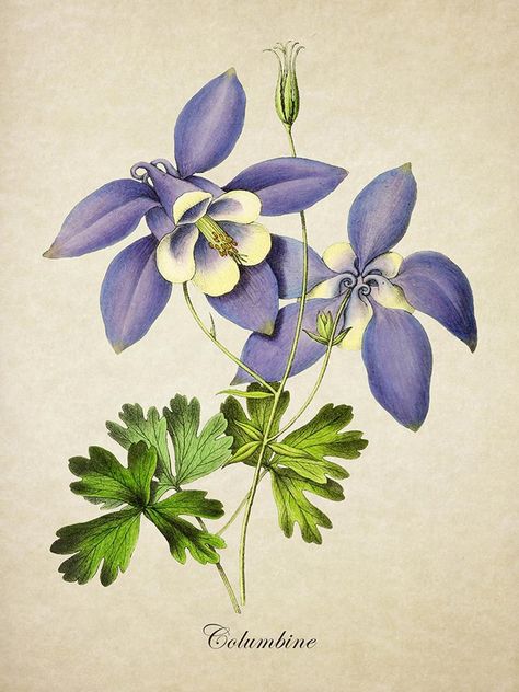 Botanical Print Columbine Print Flower Print Columbine | Etsy Coral Painting, Blue Flower Art, Wall Art Paper, Columbine Flower, Small Girl Tattoos, Print Flower, Harvard University, Flower Prints Art, Botanical Drawings