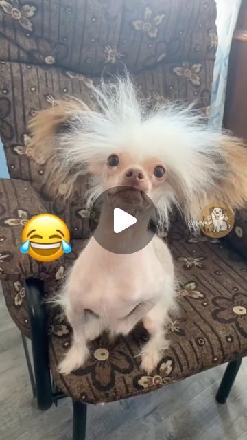 My Petsie on Instagram: "Shocking Fun: Dogs with Electric Hair! #MyPetsie  _______________  Follow @my.petsie  For More Daily Videos 🔥❤️ _______________  ❤️ Double Tap If You Like This  🔔TurnOn Post Notifications  🏷️ Tag Your Friends  _______________  Plz Dm for credit & removal 💬 _______________  Get ready to laugh out loud! These hilarious dogs are experiencing a hair-raising adventure with some static electricity. Watch their fur stand on end and their reactions are absolutely priceless! 🐶⚡️😂  _______________  Our social Media : 👇(contact on us Instagram    @my.petsie & @my.petsie1 & @mypetsie1 _______________  #FunnyDogs #ElectricHair #FunnyDogs #ElectricHair #DogReactions #StaticElectricity #HilariousPets #DogHumor #PuppyFun #PetLovers #DogLife #FurRaising #ComedyPets #DogsOfIn Funny Animal Pictures Hilarious Weird, Cutest Dogs Ever, Dogs Talking Videos, Funny Dog Videos Hilarious Laughing, Funny Dog Videos Make Me Laugh, Funny Animal Videos Can't Stop Laughing, Crazy Dog Pictures, Silly Dogs Hilarious, Hilarious Comments