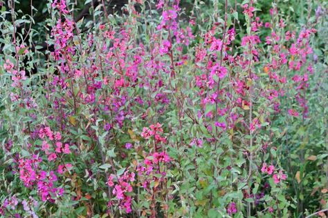 Clarkia Unguiculata, Butterflies And Hummingbirds, California Native Garden, Pollinator Plants, California Native Plants, California Garden, Hummingbird Garden, Border Plants, Pollinator Garden