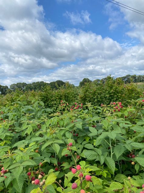 Raspberry Farm, Fruit Farm, Berry Bushes, Healthy Fruits, Dream House Decor, Farm Life, House Decor, Summer Time, Lush