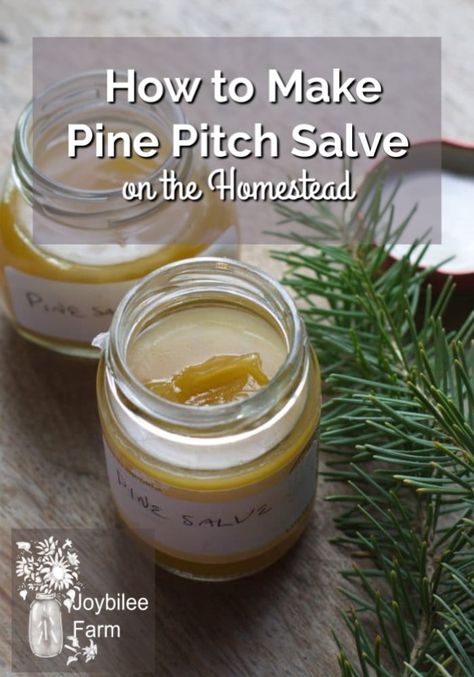 Make pine salve from local trees. It is a traditional drawing salve, that draws infections, slivers, and inflammation out of the body. Pine salve reduces pain and swelling, helping the body heal itself. Pine Pitch Salve, Pine Salve, Pine Pitch, Drawing Salve, Farm Diy, Traditional Drawing, Salve Recipes, Herbal Salves, Ginger Benefits