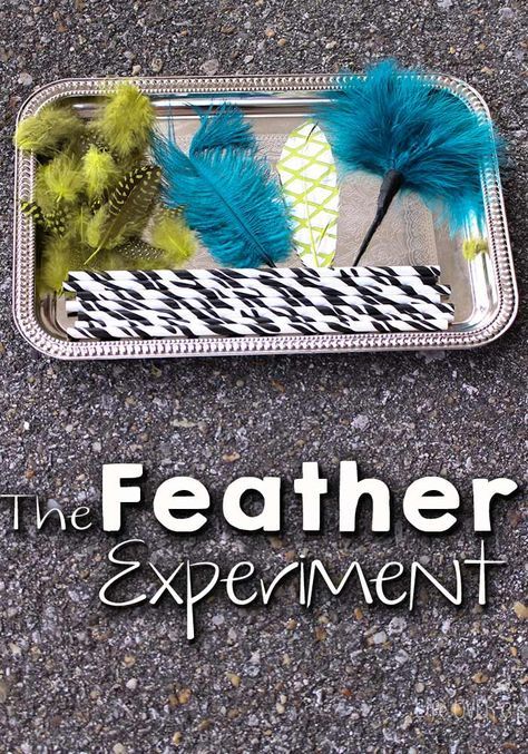 This feather experiment is great for learning about wind and air currents! Animal Science Experiments, Animal Experiments, Preschool Stem, Science Experiments For Preschoolers, Kid Experiments, Writing Blog, Weather Activities, Science Activities For Kids, Animal Science