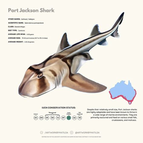 Shark Biology, Sea Puppies, Fish Chart, Shark Facts, Rare Fish, Fish Species, Marine Biologist, Water Life, Animal Facts